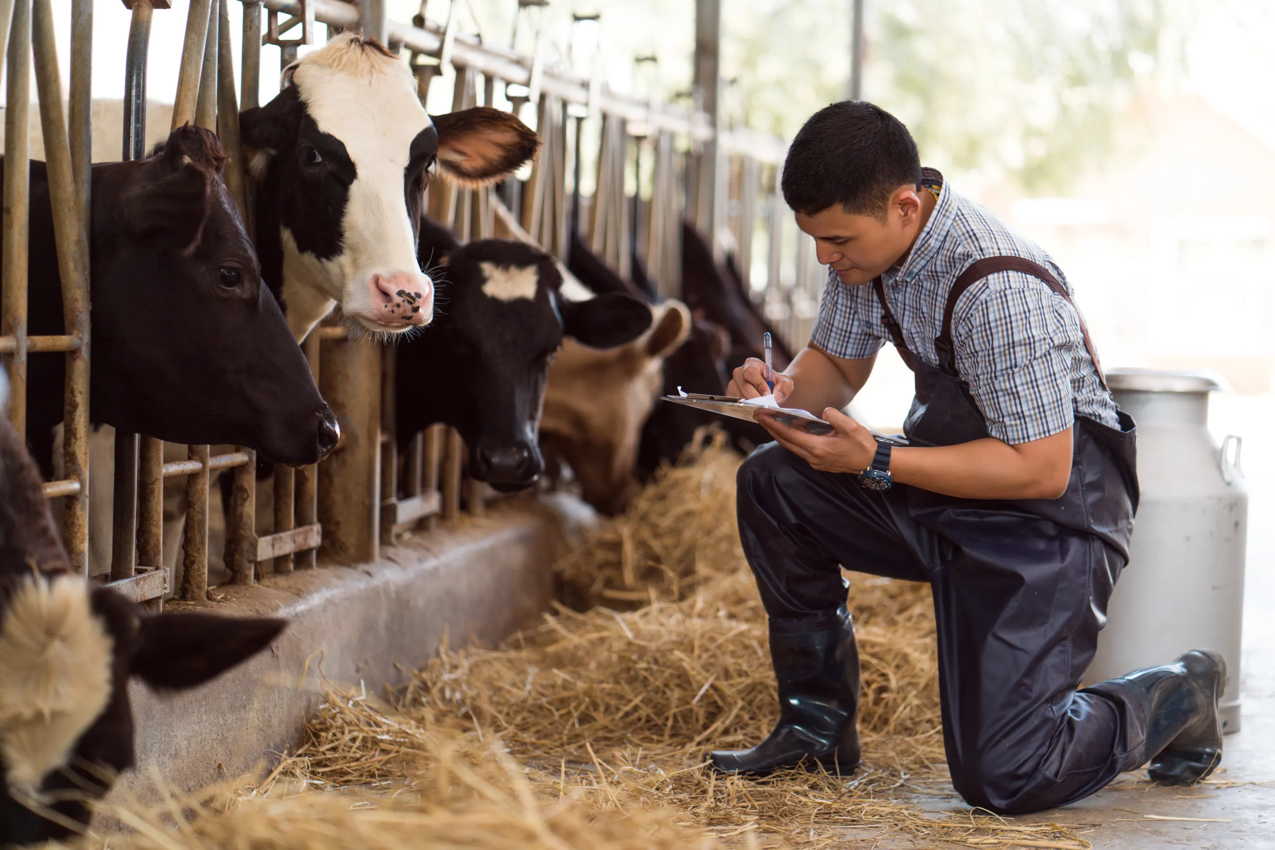 Countries are considering bird flu vaccinations for high-risk of exposure professions. (Adobe Stock photo)