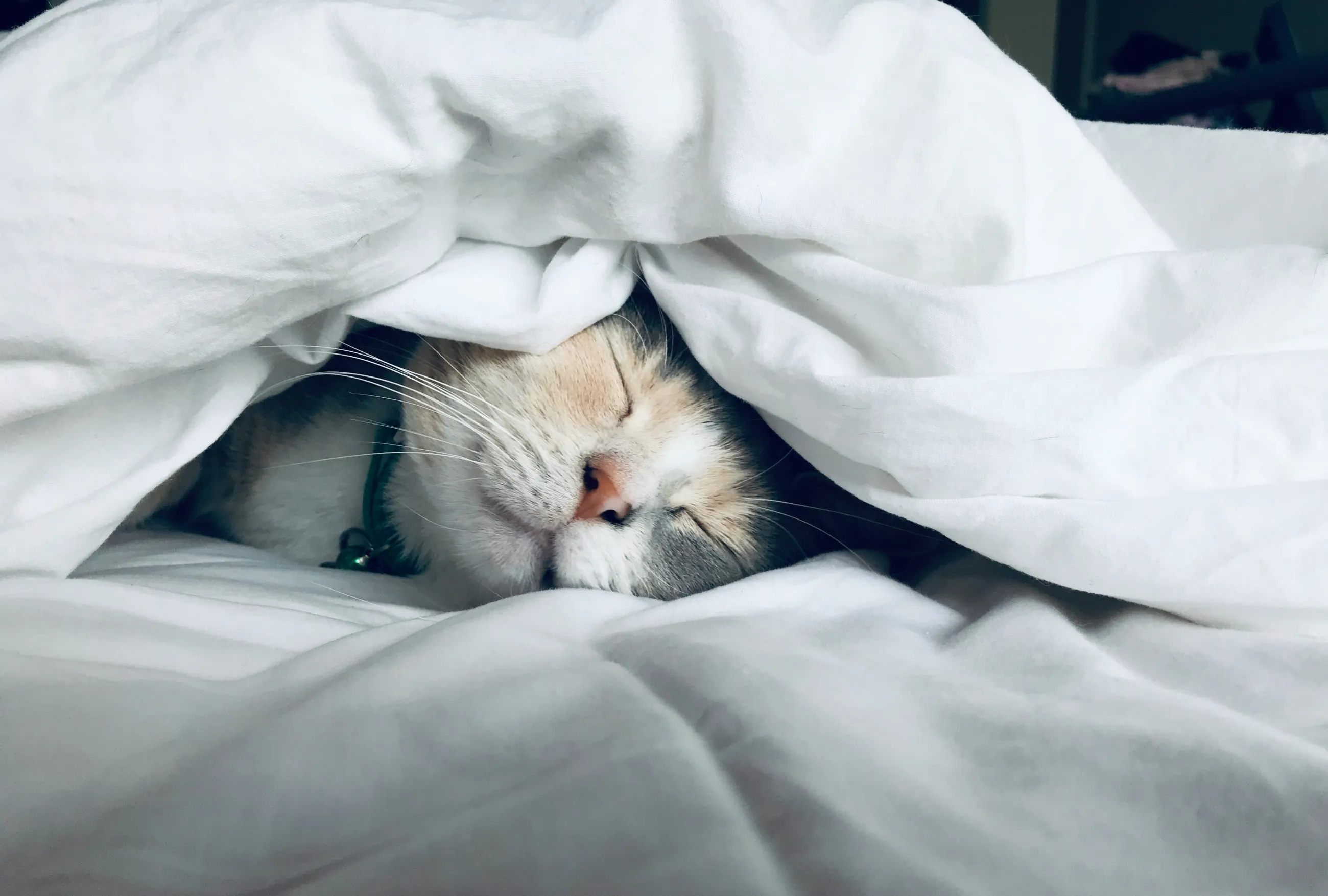 Why cats decided to befriend humans isn't clear. Maybe it's the beds. (Photo by K.S. Matheson, Unsplash)