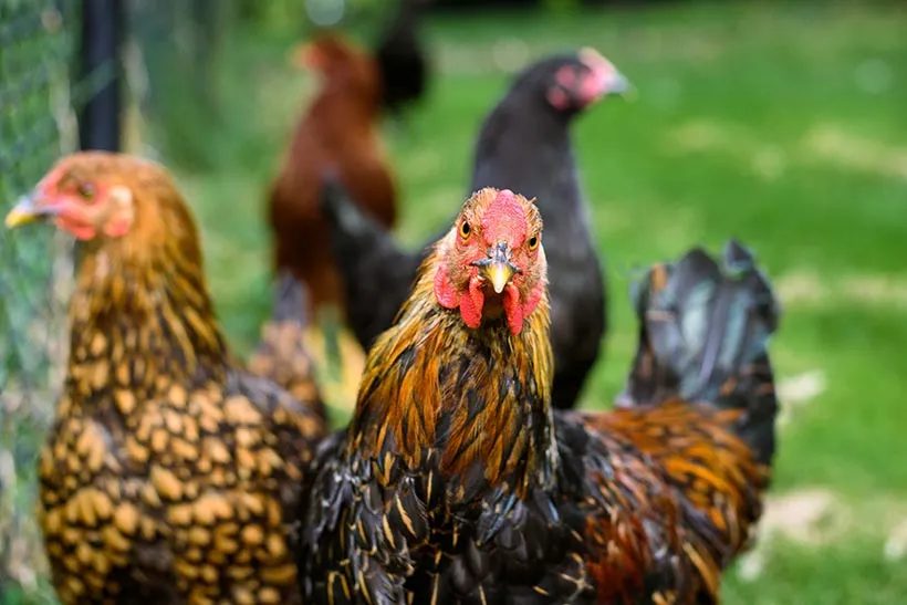 Bird flu H5N1 can kill chickens in 48 hours, but the infection is less severe in humans. (J. Whitt photo, Unsplash)