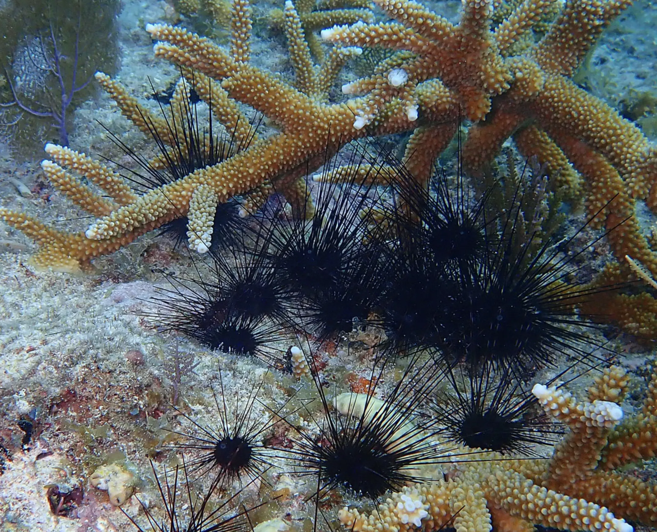 Very hungry spined sea urchins 'clean' coral by eating harmful algae growth. (University of Florida photo via Hakai)