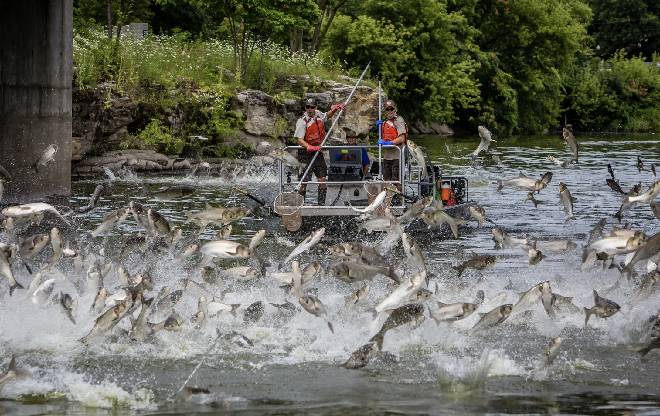 Silver carp jump in the Fox River in Illinois. (Photo by Ryan Hagerty, Fish  & Wildlife Service via the Louisiana Illuminator)