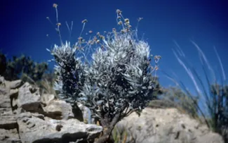 Guayule is fairly impervious to conditions. (Wikipedia photo)