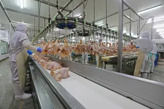 Chicken segmentation line (Adobe Stock photo)