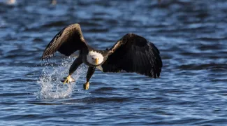  American Bald Eagle snatches its prey from the mighty Mississippi.  (Adobe Stock photo) 