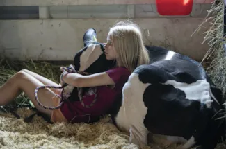 Fair competitor Emerson Wemark, 10, reclines with a cow. (Photo by KC McGinnis, STAT)