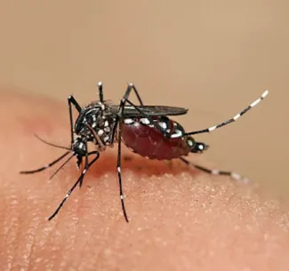 Aedes aegypti, aka  'tiger mosquitos' bite during the daytime. (Wikipedia photo)