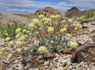 The rare Tiehm's buckwheat flower (CBD photo)