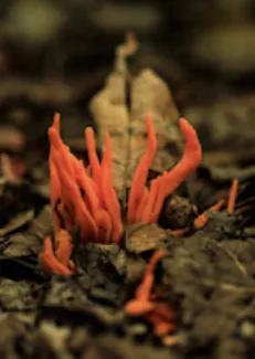 An orange fungus grows out of leaf debris in a Maine forest. (Photo by Alyssa Mattei, National Park Service via SEJ)