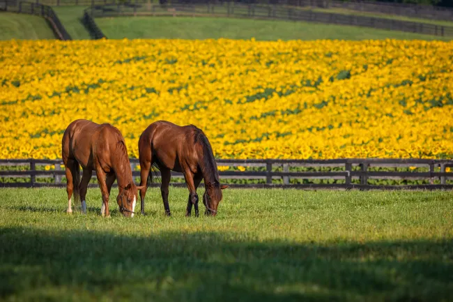 Horses in field