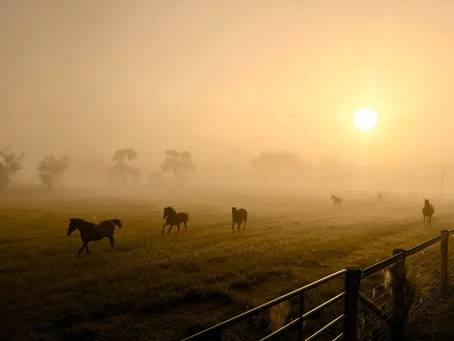 Horses running in field at dawn