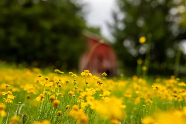 Depth of Field